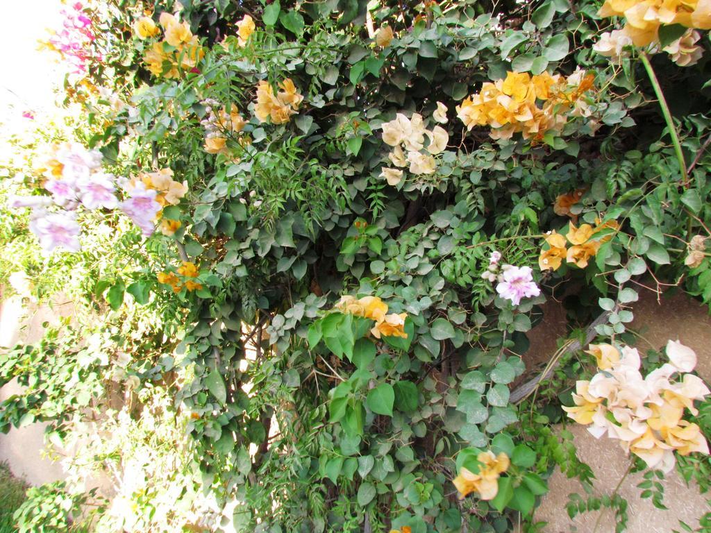Le Jardin Des Epices Hotel Taroudant Exterior photo
